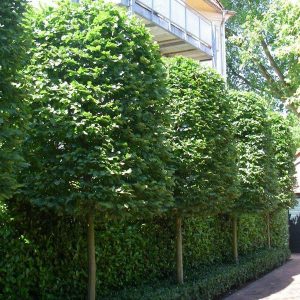 Baum- und Strauchschnitt