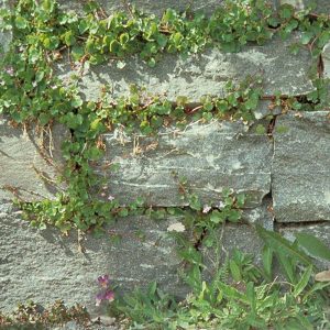 Trockenmauer