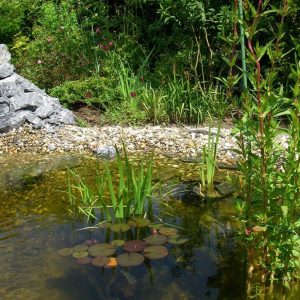 Teich mit Sitzplatz